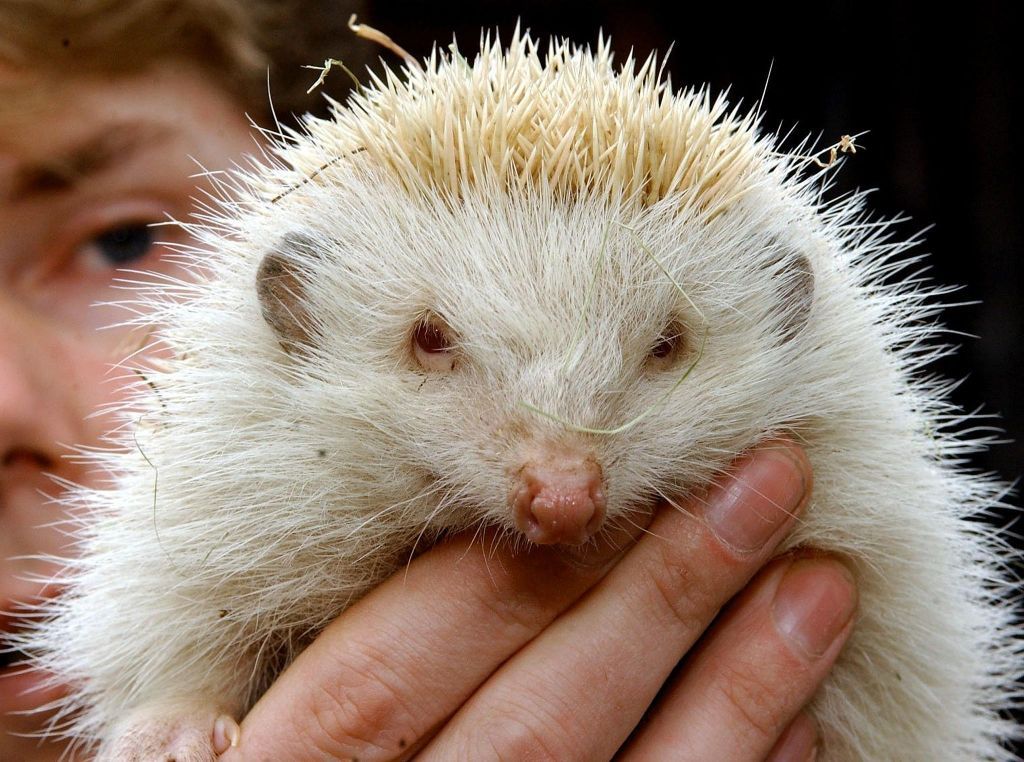 Γερμανία: Σκαντζοχοιράκι που σώθηκε ονομάστηκε Τζο Μπάιντεν επειδή είναι… μαχητής