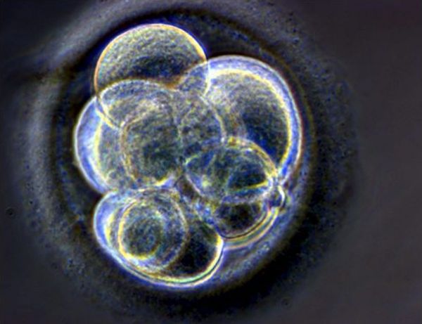 Γενετικές βλάβες σε έμβρυα που τροποποιήθηκαν με CRISPR