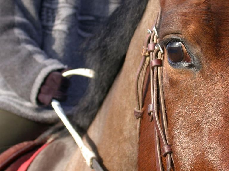 Τα βασανιστήρια πίσω από τους αγώνες με άλογα επιδείξεων
