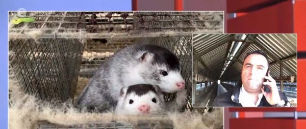 Κοζάνη : Θα θανατωθούν τα βιζόν που βρέθηκαν θετικά στον κοροναϊό