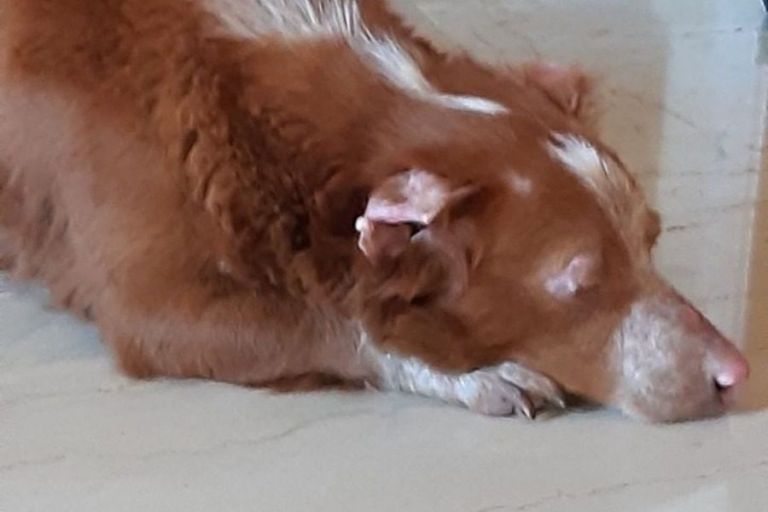 Μόρια : Η «Καρδούλα» ψάχνει για σπίτι