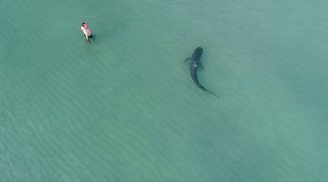 Αυστραλία : Καρχαρίας κατασπάραξε άνδρα – Βγήκε στην ακτή και ξεψύχησε