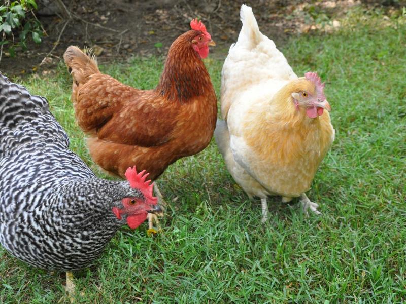 Μέτρα βιοασφάλειας στις εκτροφές πουλερικών