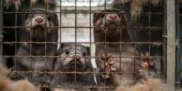 Κοροναϊός : Εντοπίστηκαν αμφίδρομες μεταδόσεις μεταξύ ανθρώπων και εκτρεφόμενων βιζόν