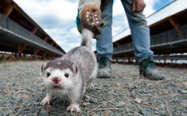 Θεσσαλονίκη : Covid-free η μονάδα εκτροφής μινκ στα όρια του Δήμου Πυλαίας – Χορτιάτη