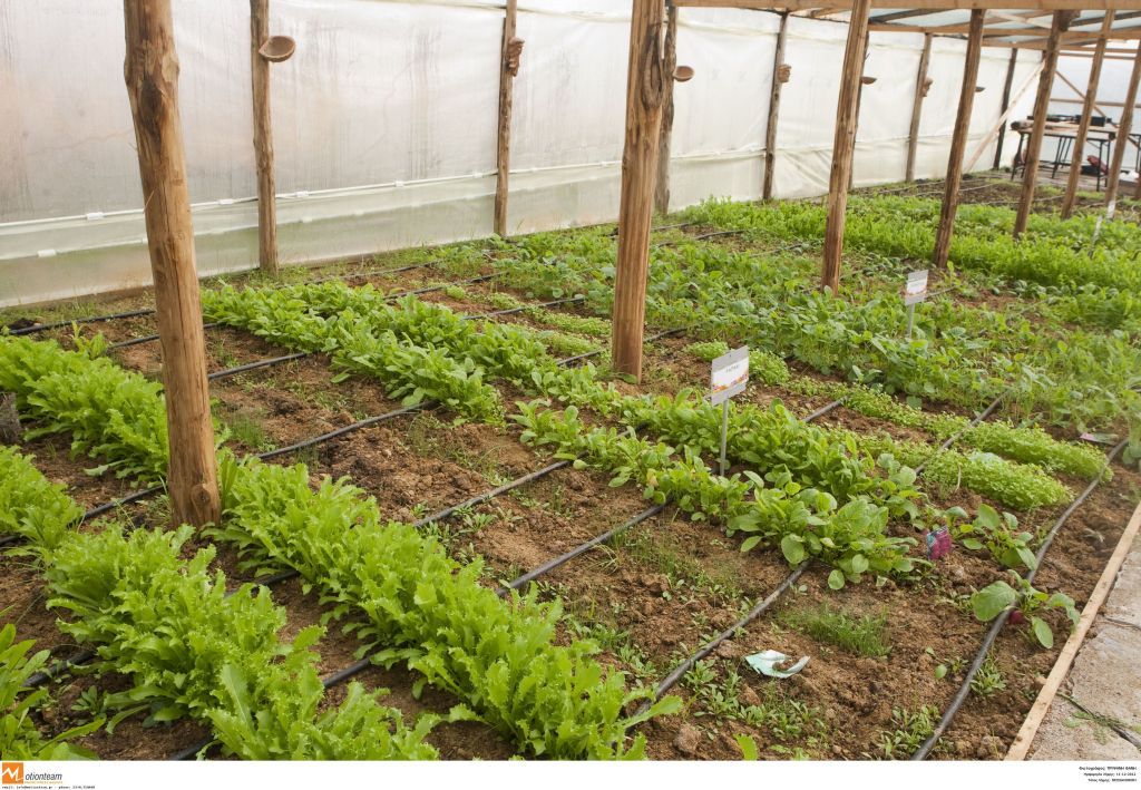 ΕΛΓΑ : Αρχές Δεκεμβρίου η υποβολή των αιτήσεων για το Υπομέτρο 5.1