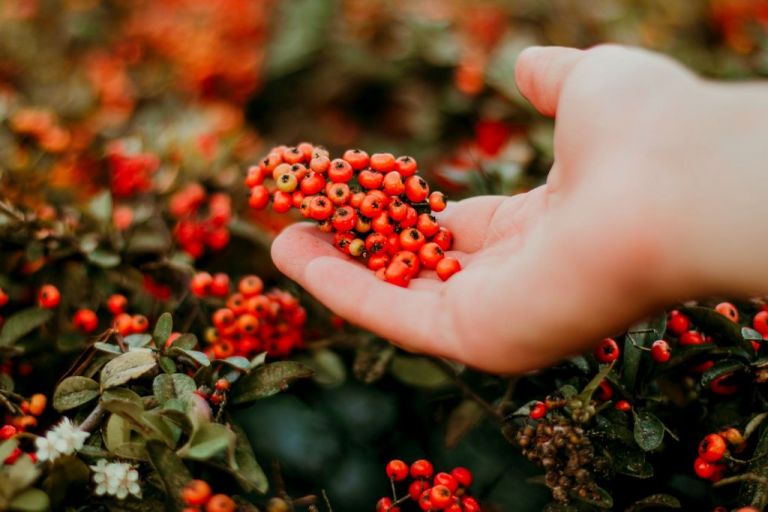 Αυτά τα χριστουγεννιάτικα φυτά θα στολίσουν και φέτος το σπίτι μας