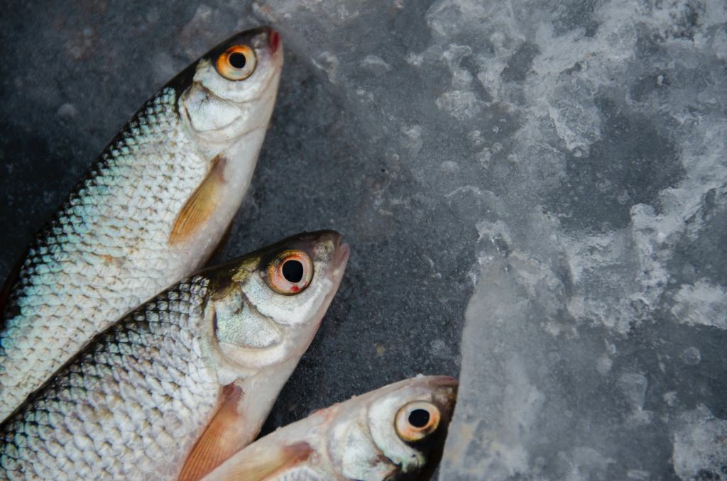 Ο χειμώνας είναι η καταλληλότερη εποχή για ψαροφαγία