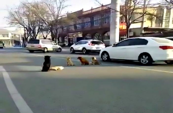 Συγκινητικό βίντεο: Παρέα σκύλων προστατεύει νεκρό σκυλάκι σε πολυσύχναστο δρόμο