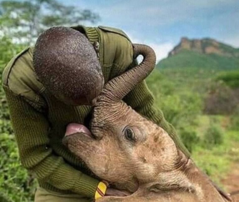 Ταϊλάνδη : Μικρός ελέφαντας είναι άσσος στο κρυφτό