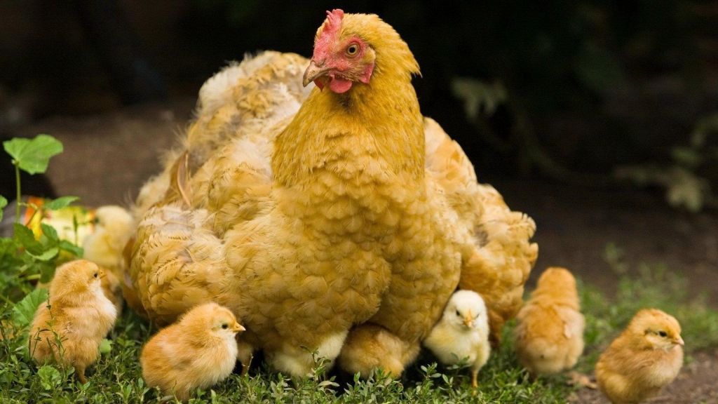 Η Δανία θανατώνει 25.000 κοτόπουλα λόγω γρίπης των πτηνών