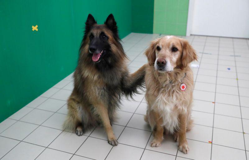 Κοροναϊός : Οι σκύλοι ίσως χρησιμοποιηθούν ως… τεστ καθώς μπορούν να μυρίσουν την Covid-19