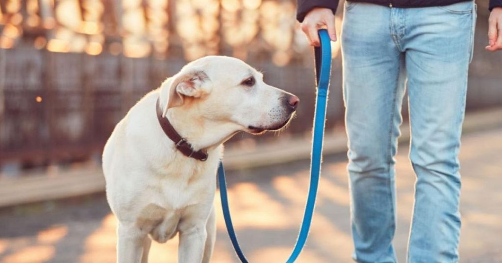 Lockdown: Ποια βεβαίωση απαιτείται στην ΚΥΑ για τη σίτιση των αδέσποτων