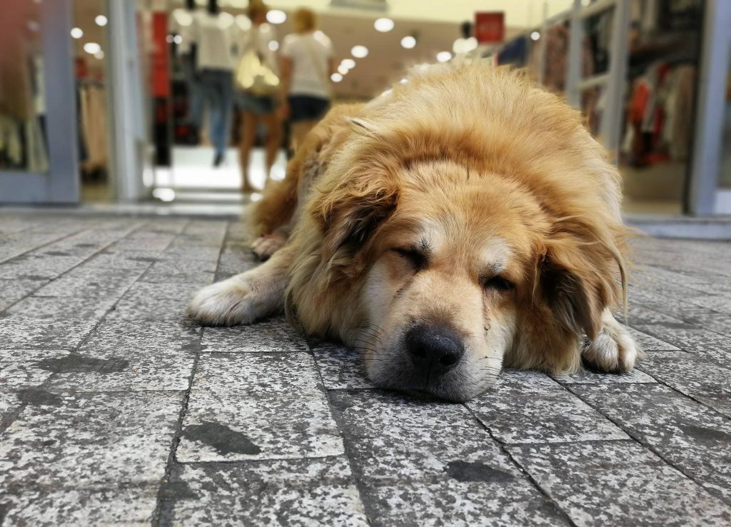 Ο πιο διάσημος αδέσποτος σκύλος της Αθήνας έχασε την ζωή του