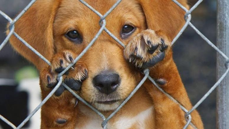 Δημοσιεύτηκε στο ΦΕΚ η μετατροπή του βασανισμού ζώων σε κακούργημα
