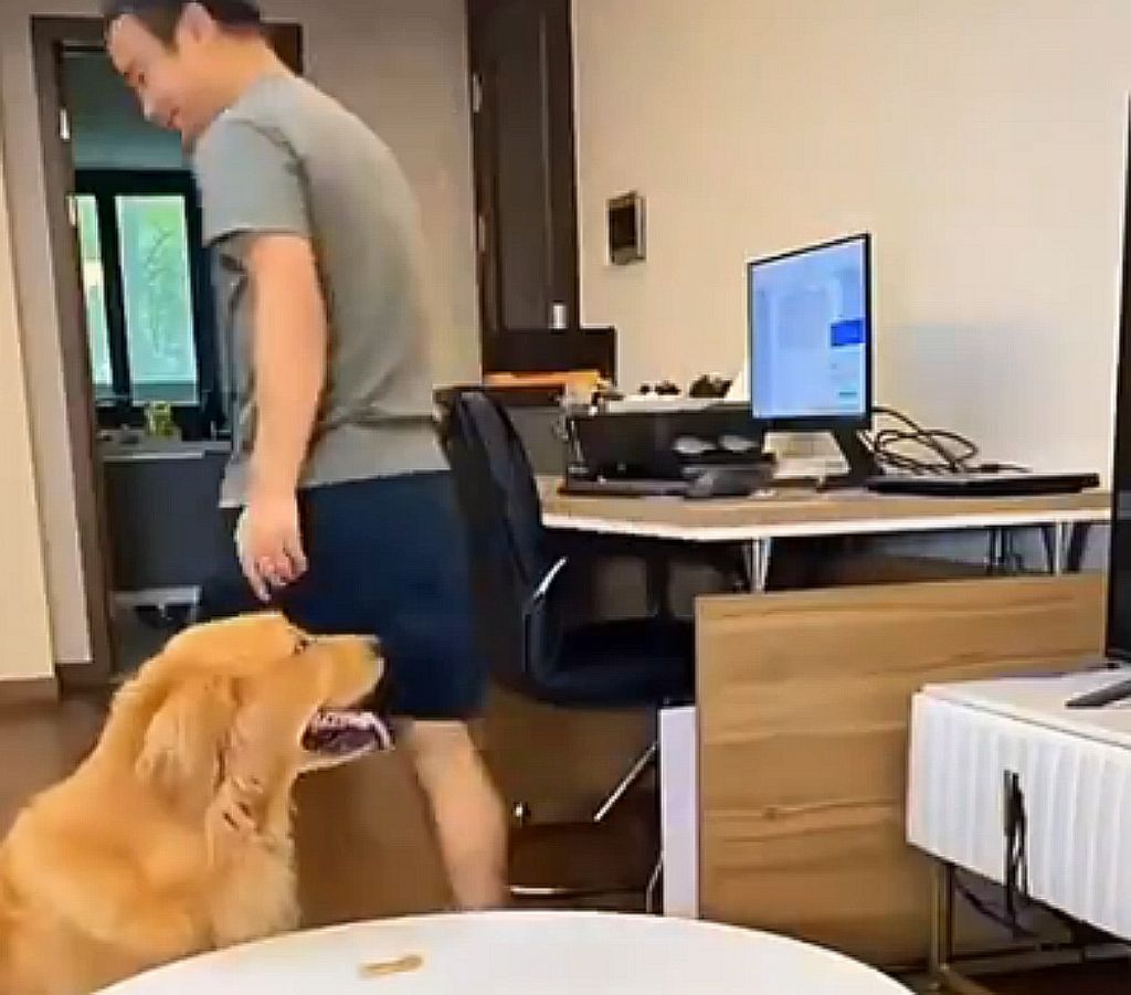 Ιδιοκτήτης είπε στον σκύλο του να μη φάει ένα γλύκισμα και η αντίδρασή του ήταν κορυφαία – Βίντεο