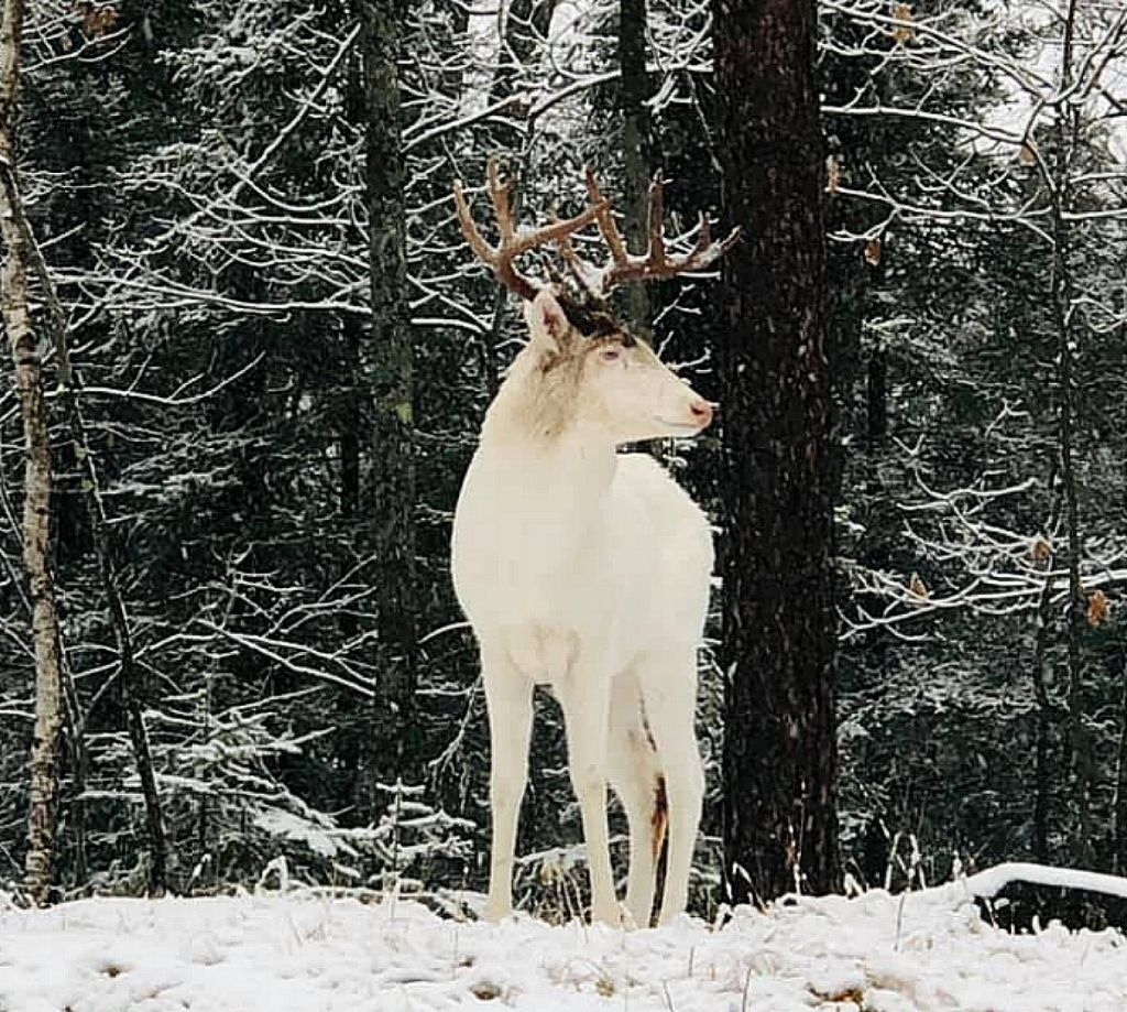 Οι φωτογραφίες μιας γυναίκας που δείχνουν ένα λευκό ελάφι έγιναν δημοφιλείς