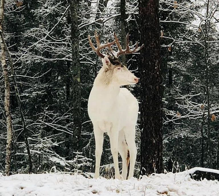 Οι φωτογραφίες μιας γυναίκας που δείχνουν ένα λευκό ελάφι έγιναν δημοφιλείς