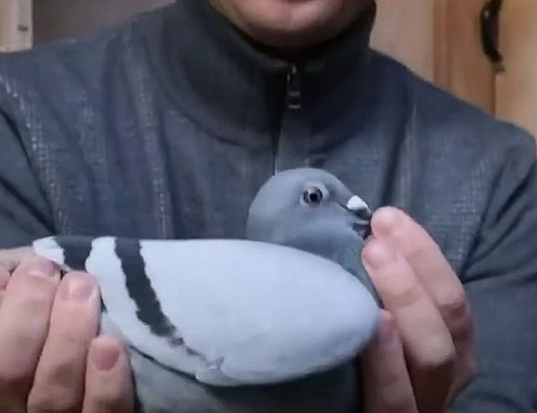 Αγωνιστικά περιστέρια : Νέο ρεκόρ πώλησης στα 1.6 εκατομμύρια δολάρια για το βέλγικο πουλί – Βίντεο