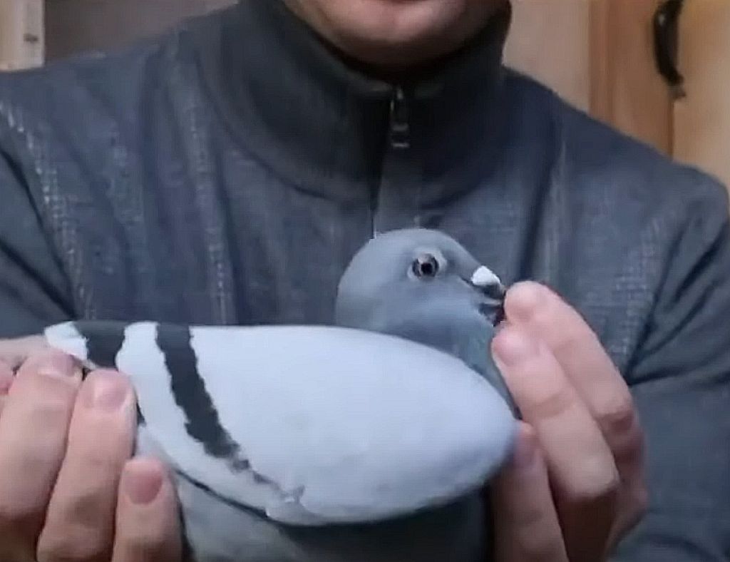 Αγωνιστικά περιστέρια : Νέο ρεκόρ πώλησης στα 1.6 εκατομμύρια δολάρια για το βέλγικο πουλί – Βίντεο