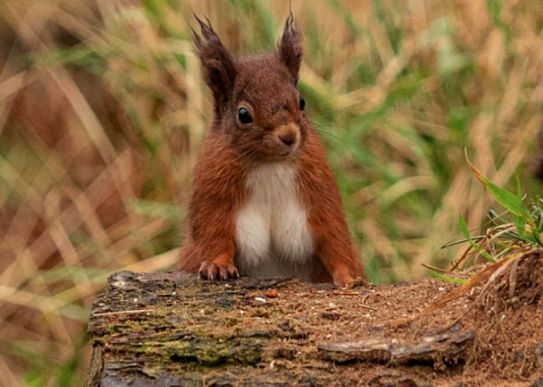 Σκίουρος έγινε «διάσημος» επειδή έχει ασυνήθιστα μεγάλο στήθος – Φώτο