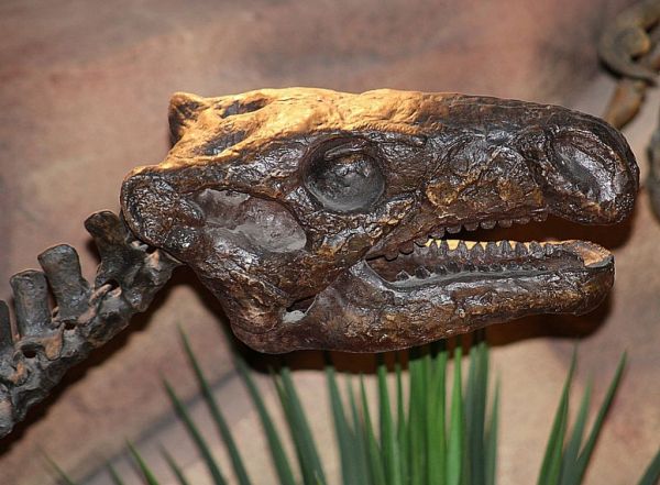 Ιρλανδία : Ποιος είπε ότι οι δεινόσαυροι δεν περπάτησαν ποτέ στο νησί – Τι ανακάλυψαν οι επιστήμονες