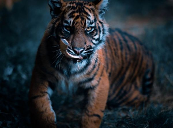 Άγρια Ζωή : Ένα μέρος του ζωικού βασιλείου που μπορεί να μη δεις και ποτέ από κοντά