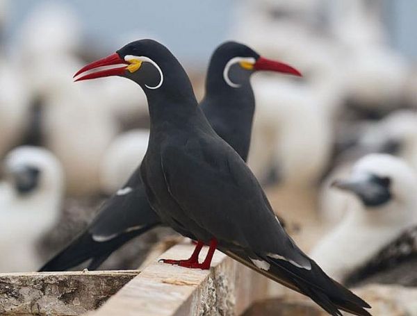 Πουλιά με μουστάκι : Κι όμως τα Ίνκα Τερν πέραν των εντυπωσιακών χρωμάτων τους μοιάζουν με…λόρδοι