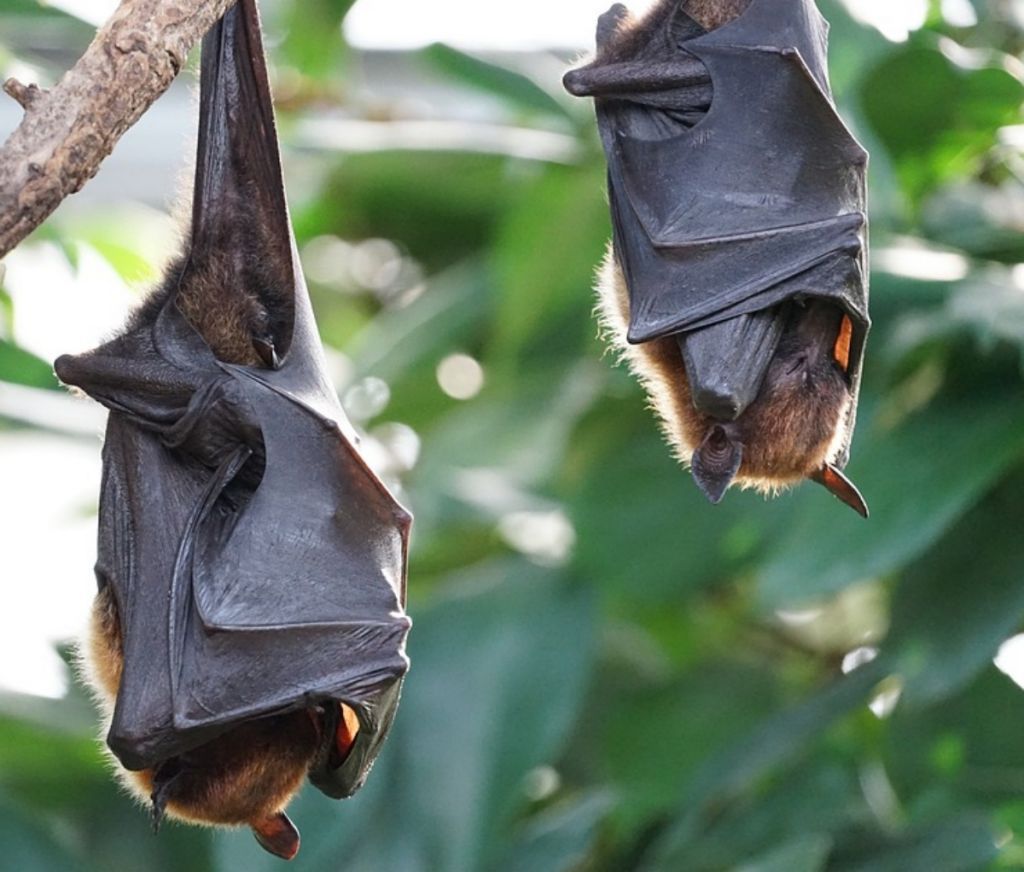 Νυχτερίδες : Τα ιπτάμενα θηλαστικά που βρίσκουν το θήραμά τους μέσω της…ακοής