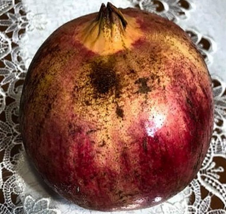 Τεράστιο ρόδι σε μέγεθος μπάλας στην αυλή ενός Κρητικού