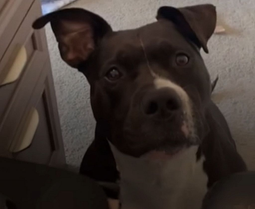 Αυτό το σκυλί μόλις άκουσε ότι θα κάνει μπάνιο έτρεξε με…σωσίβιο στην πισίνα