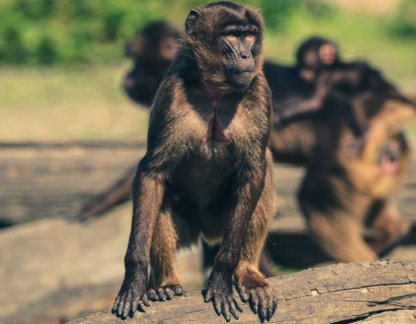 Μαϊμούδες : Δεν αφήσαν περαστικό για περαστικό στην ησυχία του