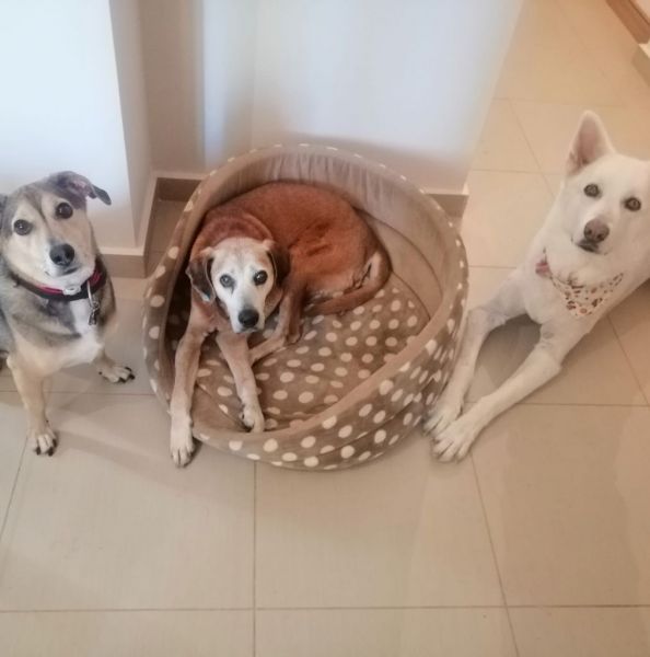 Πώς είναι να μετατρέπεις το σπίτι σου σε καταφύγιο αδέσποτων;