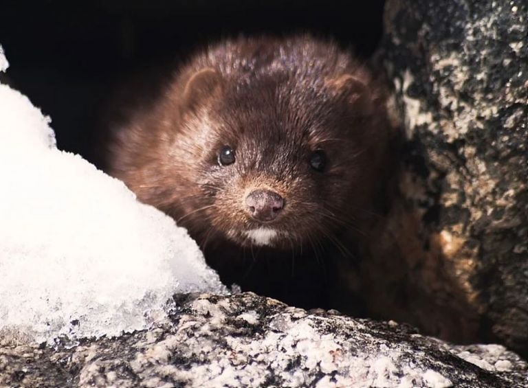 Κοροναϊός – Βιζόν : Ποια η σχέση μετάδοσής τους με τον άνθρωπο ;
