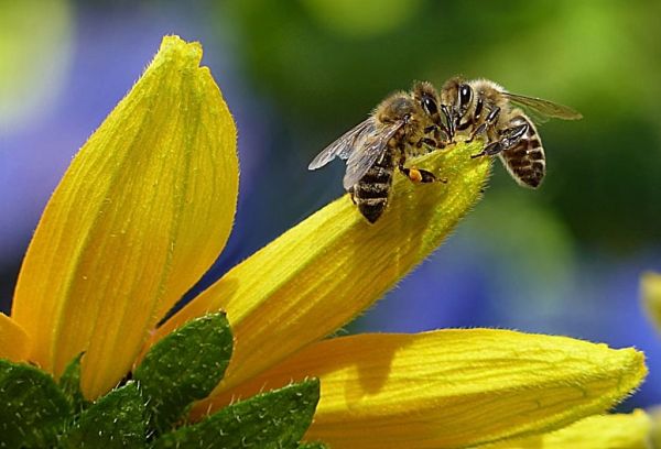 Μέλισσες : Ένα είδος υπό εξαφάνιση που οι επιστήμονες έχουν αναλάβει να σώσουν