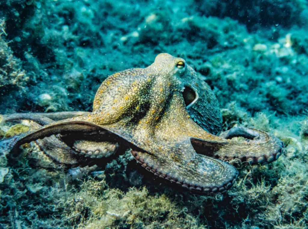 Νιαπόδι : Η νέα ονομασία για ένα χταπόδι με εννιά πλοκάμια που ανακαλύφθηκε στην Ιαπωνία