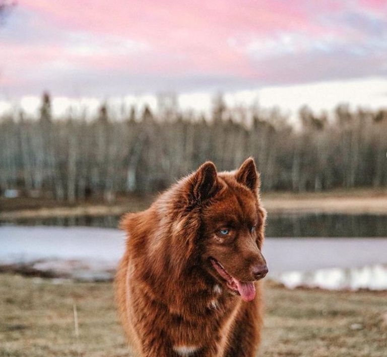 Ένα σπάνιο χάσκι κατακτά το Instagram (και τις καρδιές μας)