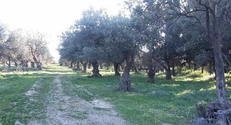 Κοροναϊός : Γιατί κοκκινίζουν οι «καθαρές» έως σήμερα περιοχές – Πώς σχετίζεται το μάζεμα της ελιάς