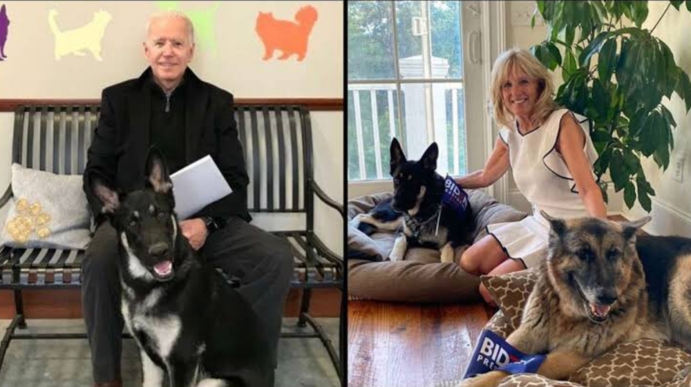 Λευκός Οίκος : Τα σκυλιά καταφυγίου του Μπάιντεν έχουν πλέον το δικό τους Twitter