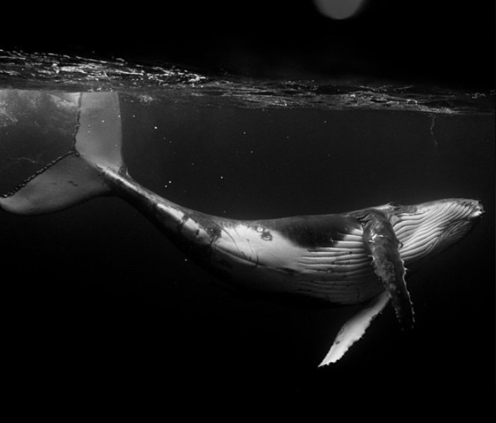 «Giants»: Ένα λεύκωμα για τους «ευγενικούς γίγαντες» της θάλασσας