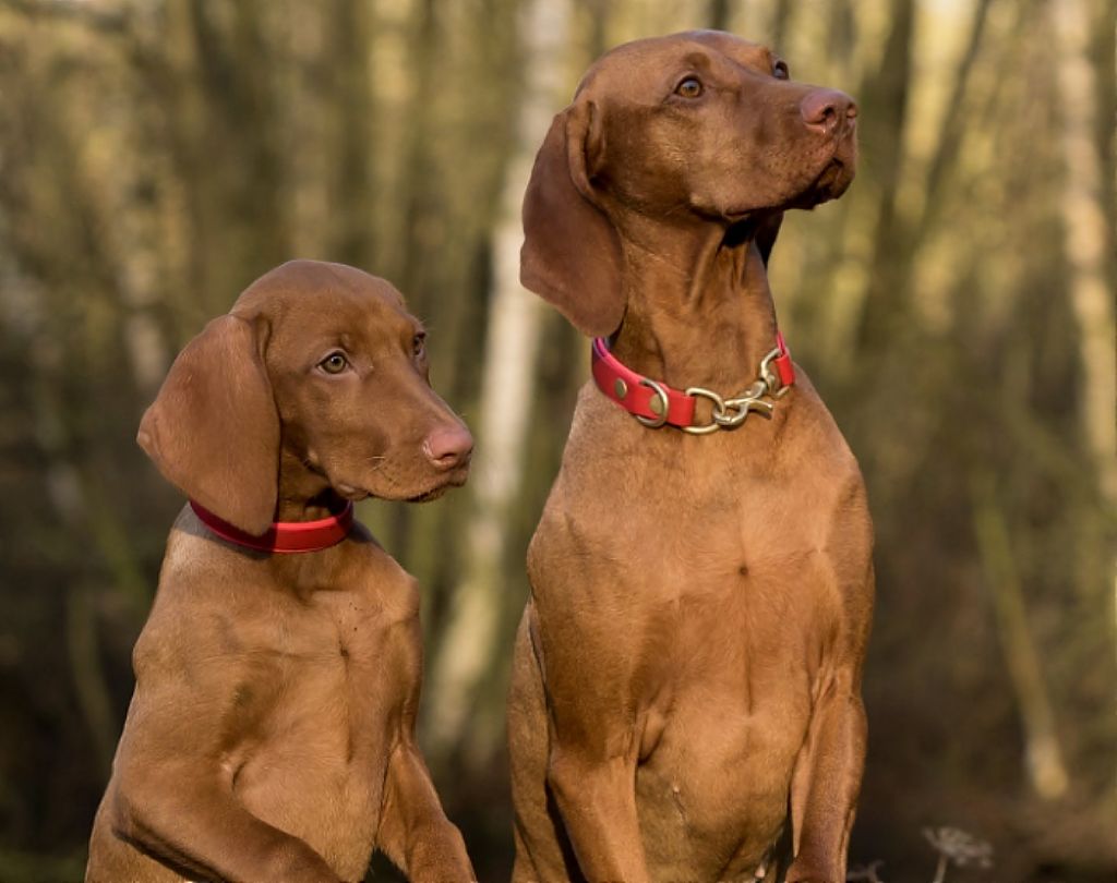 GPS και κατοικίδια : Πόσο χρήσιμα μπορούν να είναι σε περίπτωση που εξαφανιστεί το ζωάκι σας ;