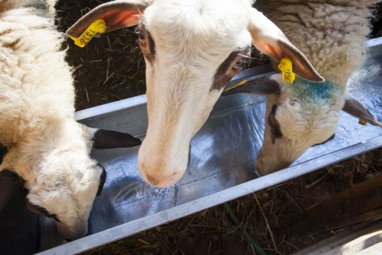 Γρεβενά : 74.400 ευρώ για κατασκευή ποτιστρών