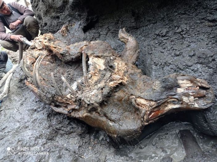 Τριχωτός ρινόκερος 12.000 ετών ξεπήδησε από το υπέδαφος της Σιβηρίας