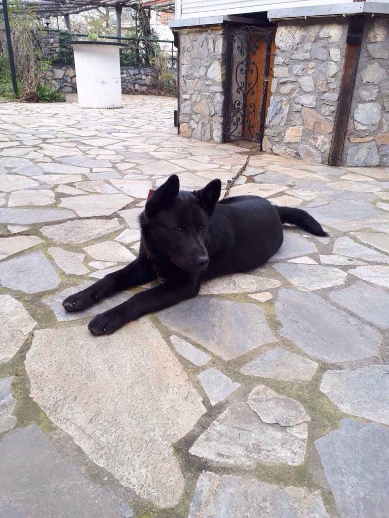 Αποτροπιασμός στην Πιερία: Κακοποίησαν σεξουαλικά σκύλο