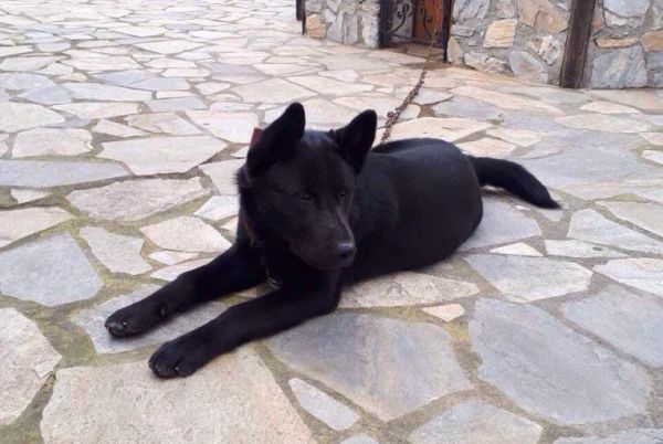 Αποτροπιασμός στην Πιερία: Κακοποίησαν σεξουαλικά σκύλο