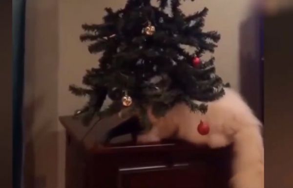 Γάτες και χριστουγεννιάτικα στολίδια… μια δύσκολη συνύπαρξη