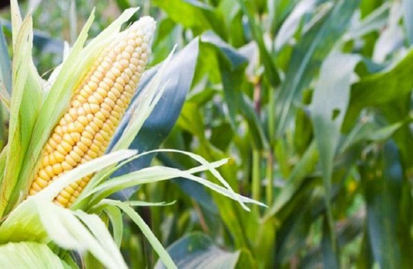 FAO: Εξάπλωση του παράσιτου FAW στον αραβόσιτο