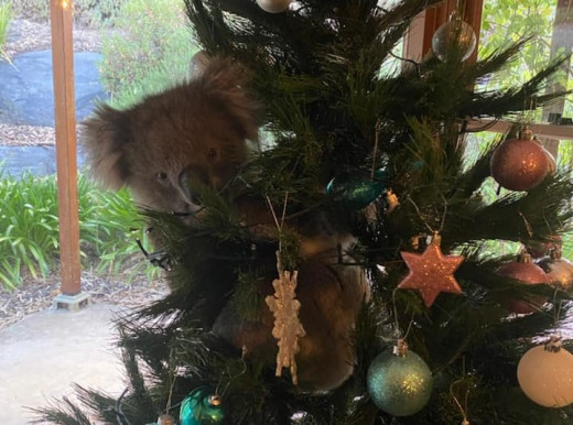 Αυστραλία : Γύρισαν στο σπίτι και βρήκαν ένα κοάλα πάνω στο χριστουγεννιάτικο δέντρο