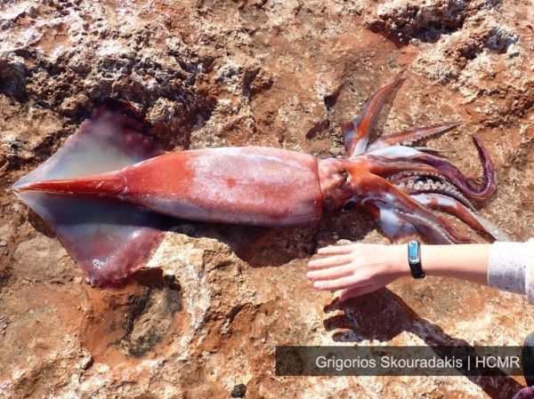 Σπάνιο καλαμάρι ενός μέτρου ξεβράστηκε στην Κρήτη