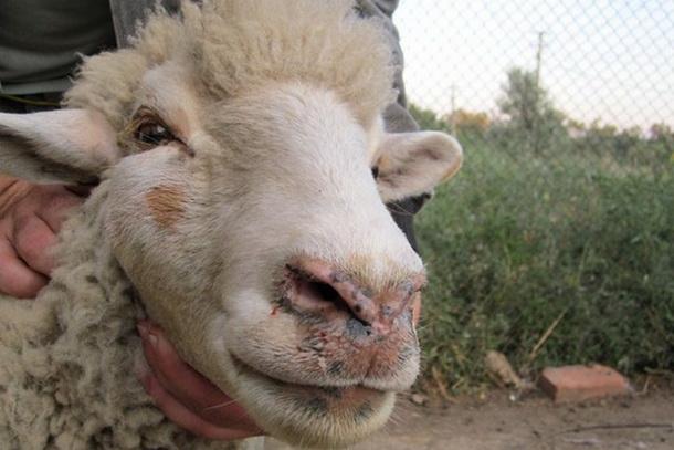 Συνταγογράφηση αντιβιοτικών φαρμάκων για χρήση σε ζώα